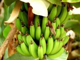 bananas_2